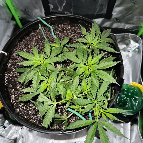 Lady growlog timeline photo