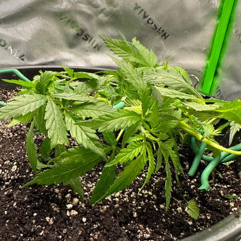 Lady growlog timeline photo