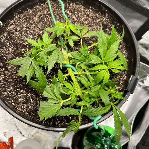 Lady growlog timeline photo