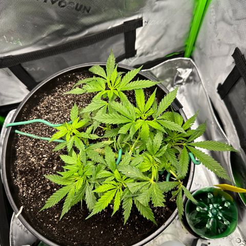 Lady growlog timeline photo