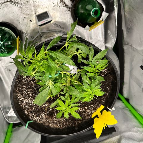 Lady growlog timeline photo