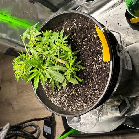 Lady growlog timeline photo