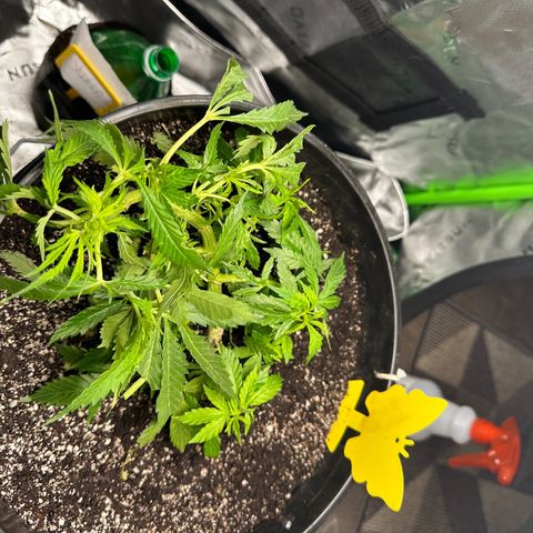 Lady growlog timeline photo