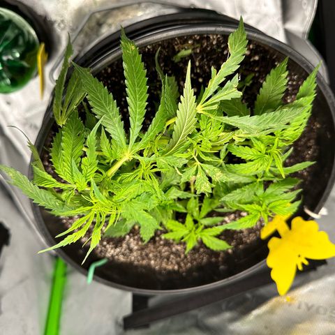Lady growlog timeline photo