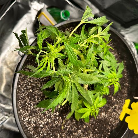 Lady growlog timeline photo