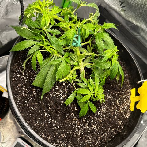 Lady growlog timeline photo