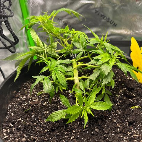 Lady growlog timeline photo