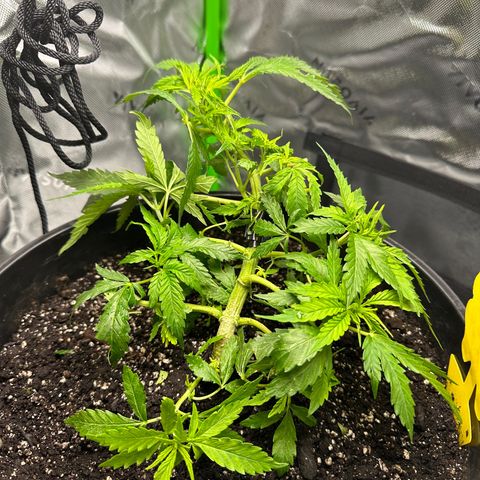 Lady growlog timeline photo