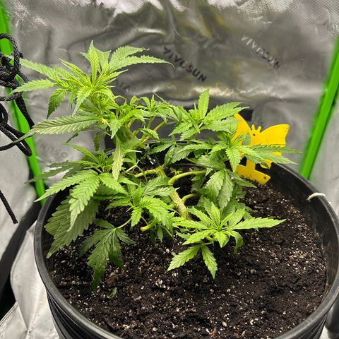 Lady growlog timeline photo