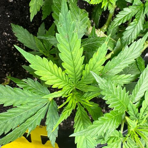 Lady growlog photo: She's looking a bit deficient 