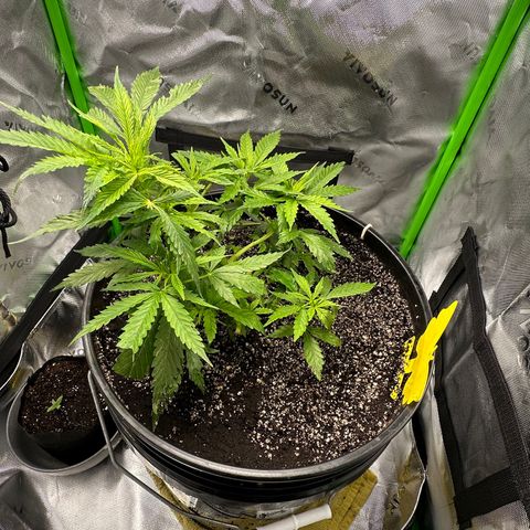 Lady growlog timeline photo