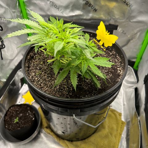 Lady growlog timeline photo
