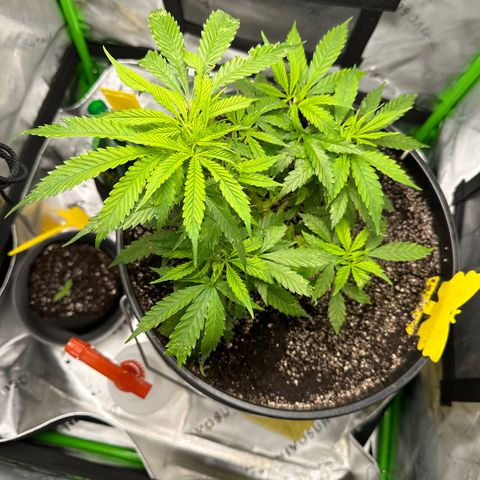 Lady growlog timeline photo