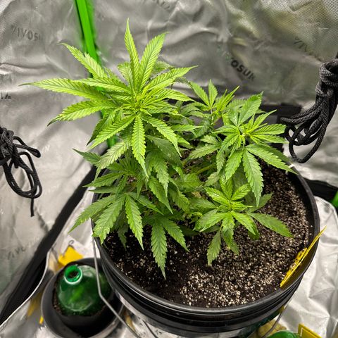 Lady growlog timeline photo