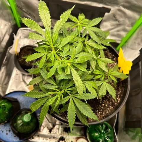 Lady growlog timeline photo