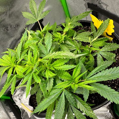 Lady growlog timeline photo