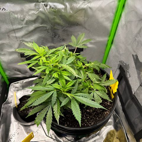 Lady growlog timeline photo