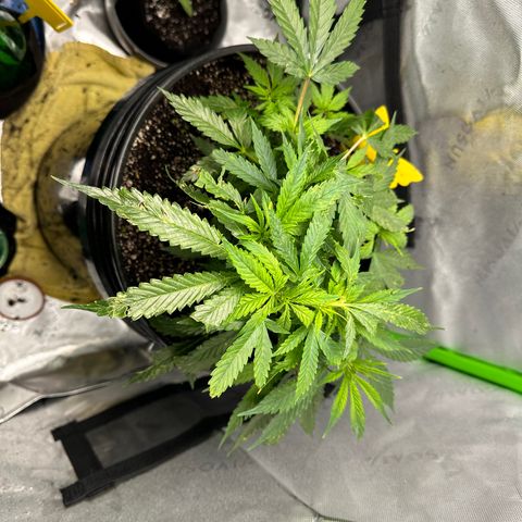 Lady growlog timeline photo