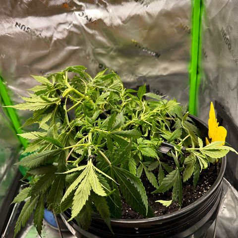 Lady growlog timeline photo