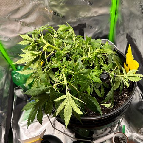 Lady growlog timeline photo