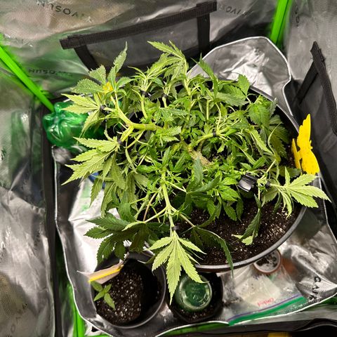 Lady growlog timeline photo