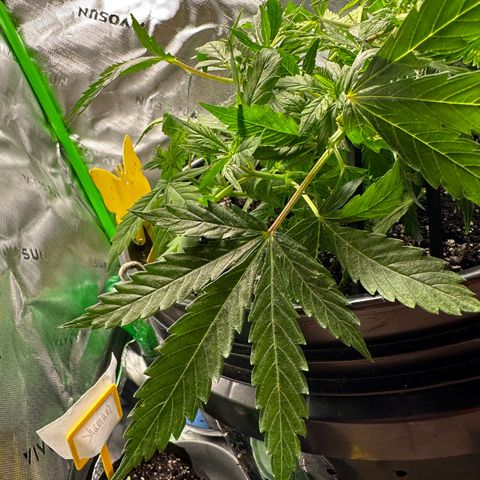 Lady growlog timeline photo
