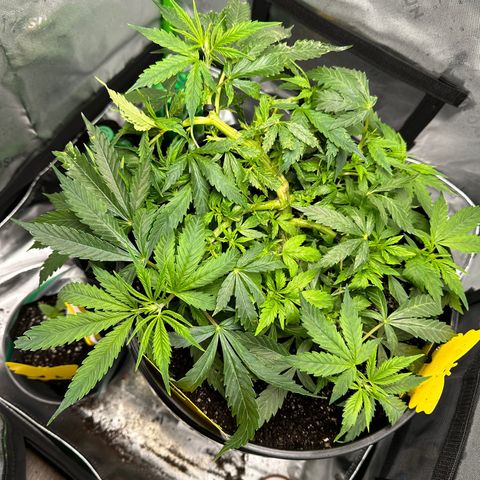 Lady growlog timeline photo