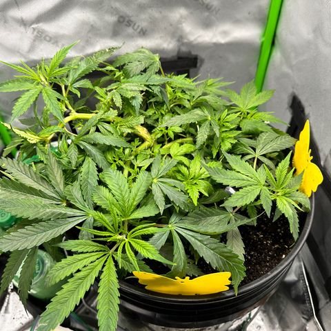 Lady growlog timeline photo