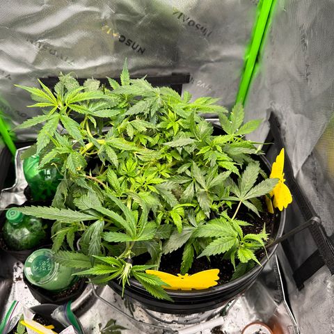 Lady growlog timeline photo