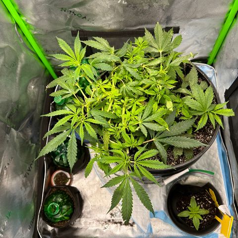 Lady growlog timeline photo