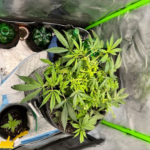 Lady growlog timeline photo