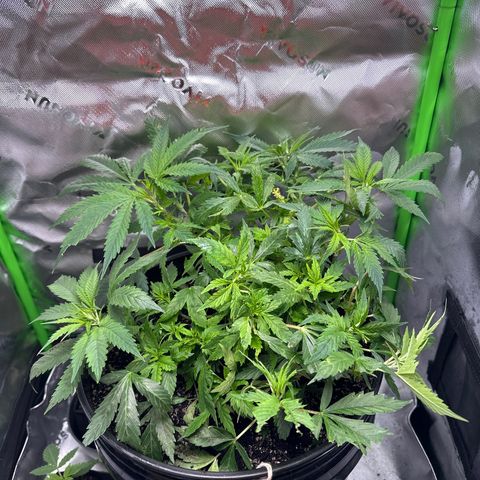 Lady growlog timeline photo