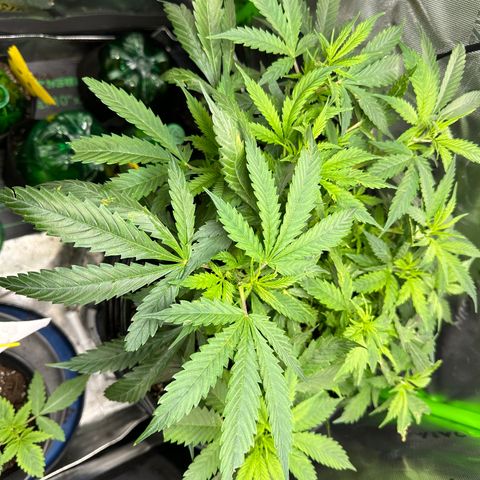 Lady growlog timeline photo
