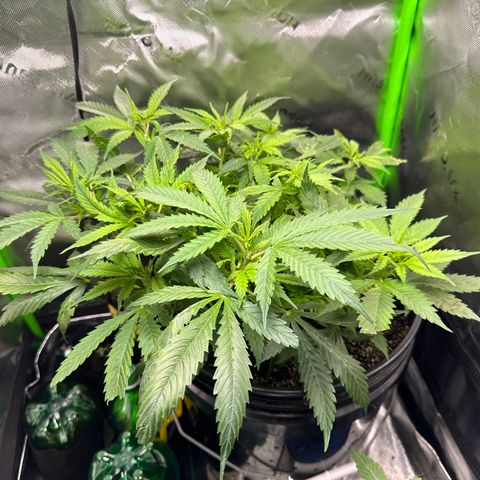 Lady growlog timeline photo