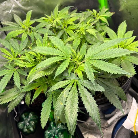 Lady growlog timeline photo