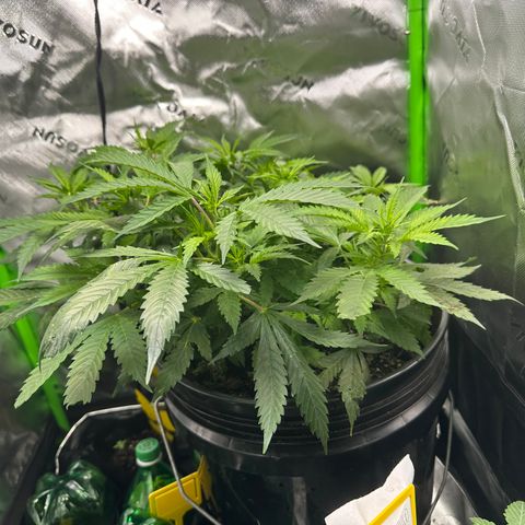 Lady growlog timeline photo