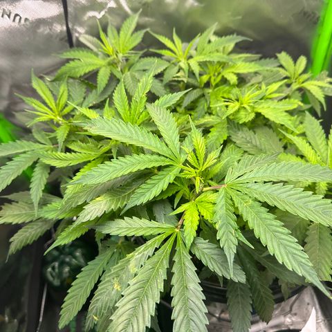Lady growlog timeline photo
