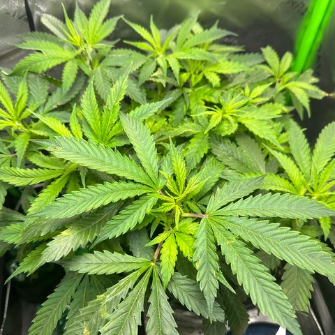Lady growlog timeline photo