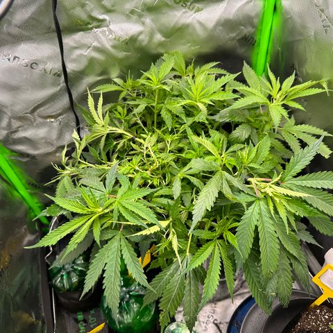 Lady growlog timeline photo