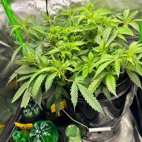 Lady growlog timeline photo