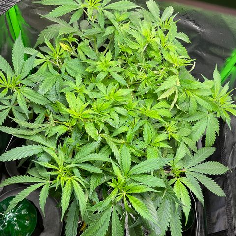 Lady growlog timeline photo