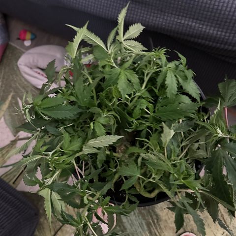 Lady growlog timeline photo