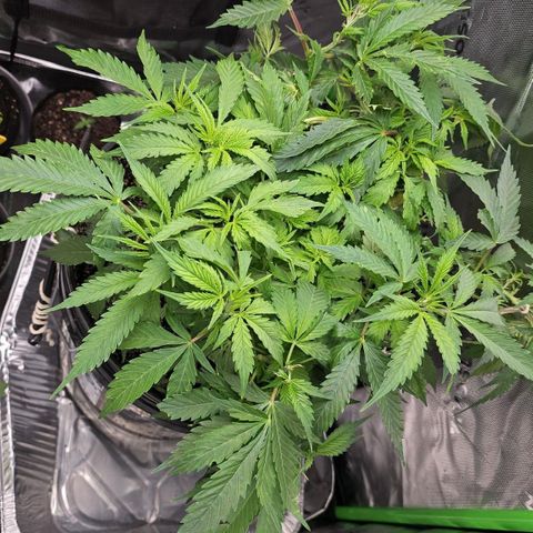 Lady growlog photo: She's already bounced back so much!