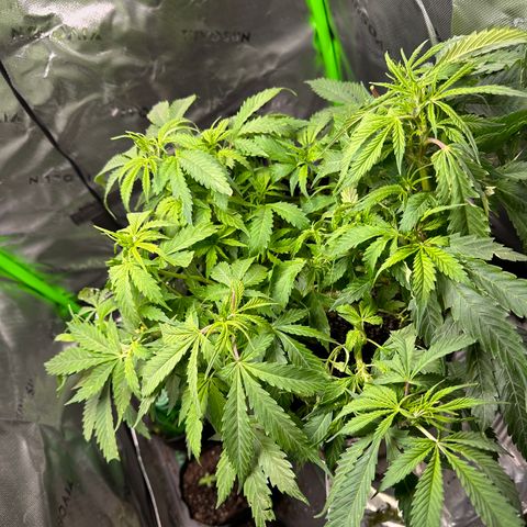 Lady growlog timeline photo
