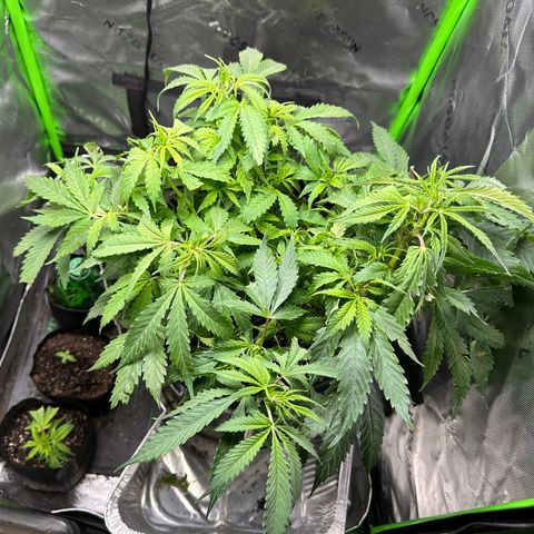 Lady growlog timeline photo
