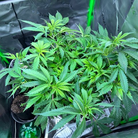 Lady growlog timeline photo