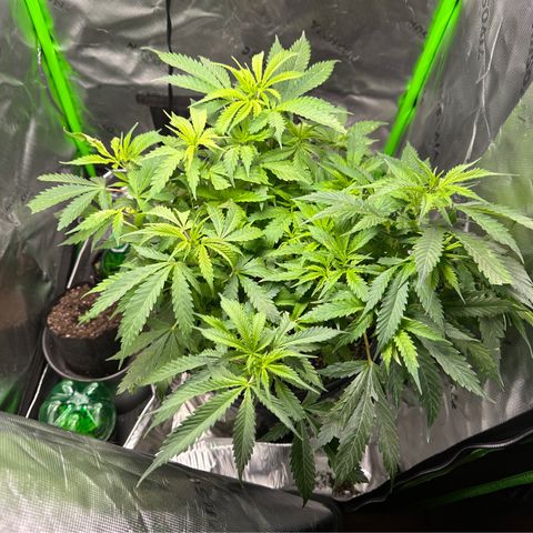 Lady growlog timeline photo