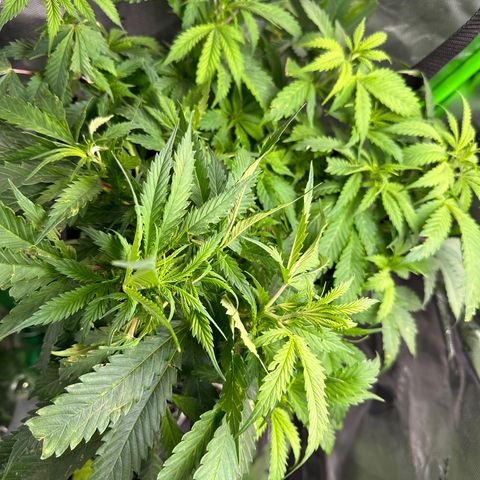 Lady growlog timeline photo