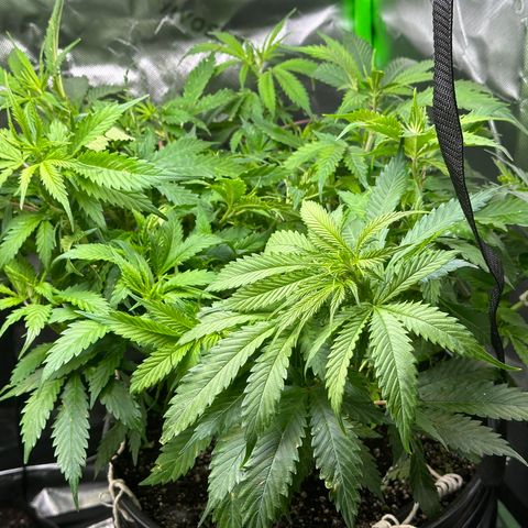 Lady growlog timeline photo