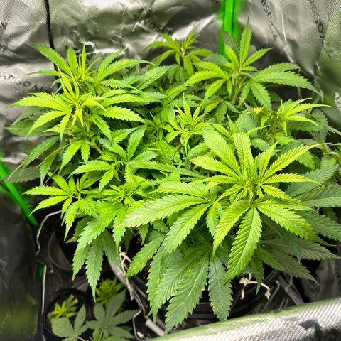 Lady growlog timeline photo